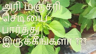 அரி மஞ்சரி செடியை பார்த்து இருக்கீங்களா ???(Acalypha indica)