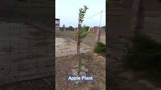 Hamara Farm Ka Apple Ka Pedh #apple #fruit #vegetable #organicfarming #integratedfarming #viral