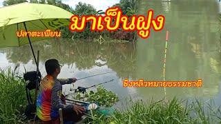 ชิงหลิวหมายธรรมชาติคลองพระพิมล