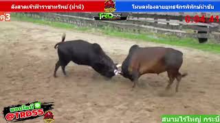 วัวชนย้อนหลังไร่ใหญ่ กระบี่ 25 12 66 คู่ที่3 โคลังสาดเจ้าฟ้าราชาทรัพย์ ม่ำมี vs โคโหนดท้องลายยุทธจัก