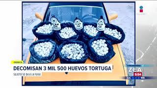 Decomisan 3 mil 500 huevos de tortuga en Oaxaca | Noticias con Francisco Zea