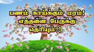 Money Tree! | பணம் காய்க்கும் மரம்!! எத்தனை பேருக்கு தெரியும்???