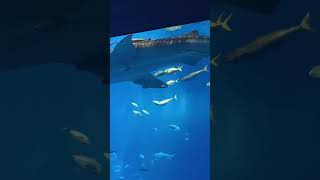 沖繩美麗海水族館 黑潮之海