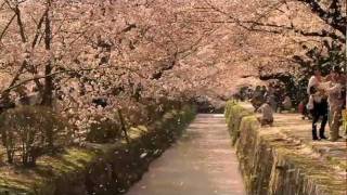 The Tsunami and the Cherry Blossom - Trailer - ACADEMY AWARD® NOMINATED- Documentary Short Subject