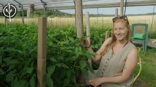 Die Zukunftsbauern - Tour im Juli durch die Gewächshäuser unseres Market Gardens (Teil 1)