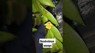 Dendrobium anceps #short #shorts