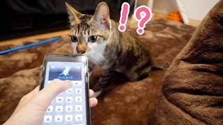 人猫語翻訳機で猫と会話したときの反応は…？