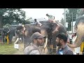 ചെറായി ആനയൂട്ട് 2019 elephent in kerala cherai anayoote full video