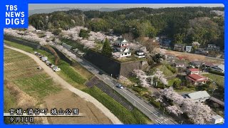 親しみあふれる城山公園の桜　宮城・涌谷町｜TBS NEWS DIG