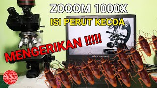 ZOOM 1000X MELIHAT MILYARAN BAKTERI PADA ISI PERUT KECOA