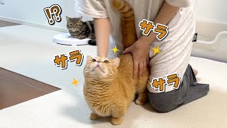 シャンプー後恒例のサラサラを自ら求めてくる猫が可愛い！