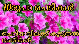 Low cost plants sale video| കുറഞ്ഞ വിലക്ക് കൂടുതൽ ചെടികൾ | Jees world |