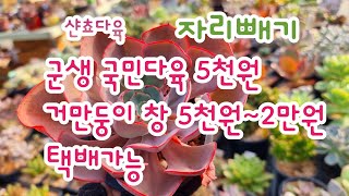 샨쵸다육 자리빼기💢군생국민다육 5천원💢귀둥이창 5천원~2만원#택배가능