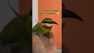 ചിറകൊടിഞ്ഞ വേലിതത്ത🦜| Bird rescue video #birdrescue #urbanwildlife #birdwatching