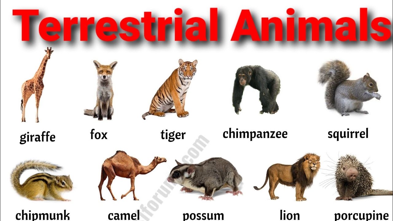 Terrestrial Animals - YouTube