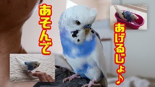 外出を控える飼い主と遊んでくれるインコ　水浴びシーンあり♪インコ臭倍増（セキセイインコの銀時じょじょじょ♪日記）