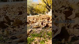 پاییز و دره ای زیبای پغمان | paghman valley in fall season. #afghanistan #paghman #fall #explore