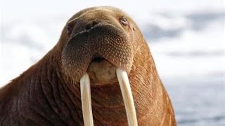 One of the Arctic’s inhabitants, The Walrus #seaanimals #seal #sealions #walrus