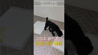 똥 오줌 못가리는 강아지를 위한 확실한 솔루션!강아지 배변훈련 꿀팁 공개