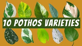 10 Pothos Varieties with Images and Names | 🌱 Neon Pothos, Jade Pothos, Satin, C