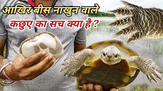 बीस नाखुन वाले कछुए की सच्चाई। 20 nakhun wala kachhua। turtle black magic in india। tortoise 🐢