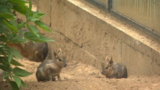 Kis nagy marák és bölény a Nyíregyházi Állatparkban - Kölcsey Televízió