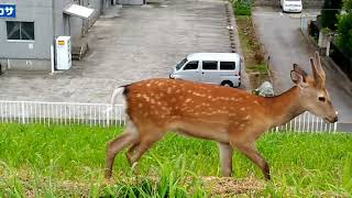 2020年5月31日　戸田で鹿