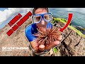 Beachcombing - Red Sea Urchin