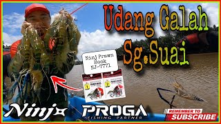 Udang Galah Sg.Suai | the feeling is back!! NINJ prawn hook Nj-7771 masih MENYENGAT!!! #udanggalah