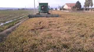 Cosechando arroz Delta del Ebro. Rice harvest in Delta del Ebro (Spain)