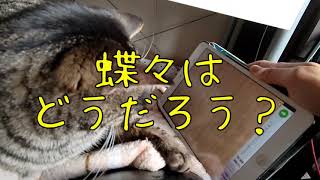 【猫動画】猫じゃらしアプリで遊んでみた！ 【猫じゃらしマニア】