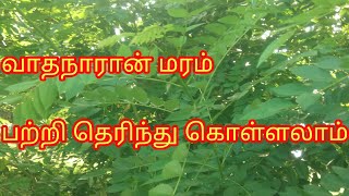 vathanaran tree    வாதநாரான்  மரம் பற்றிய தகவல்கள்