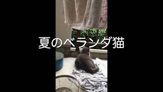 洗濯したバスタオルを落としていた犯人を発見！