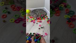 Mila the cat plasticine 🌈♻️💖cat part 929 #shorts #reversevideo #cat