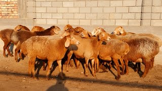 QIRGIZISTONDAN ASL ELITA ARASHAN BO'G'OZ SOVLIQLAR KELDI 1-CHI QO'LDAN