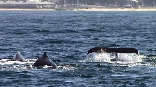 8.15.15 Humpback Whales \u0026 Common Dolphins #BigBlueLive #Monterey