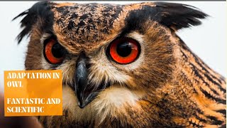 Adaptation In Owl | Adaptation In Animals| Science For Kids| Science Adaptation For Grade 4| Owls