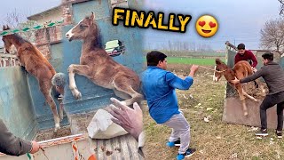 FINALLY Bahut Mushkil Se RAJHANSH Ka Beta Kennel Pr Le Aaye😍