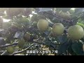 80后小伙买的2000棵果苗，没想到每年挂果很惊人！老板果然没骗人 vlog 果苗 生活 【农乡村小陈】