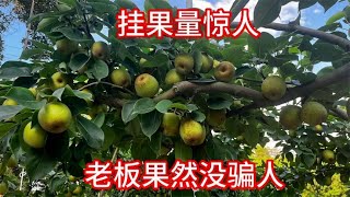 80后小伙买的2000棵果苗，没想到每年挂果很惊人！老板果然没骗人#vlog #果苗#生活 【农乡村小陈】