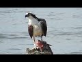 Osprey's triumphant catch