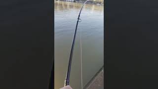 départ silure en direct avec combat sur la mega force big fish daiwa avec le moulinet cat extrême