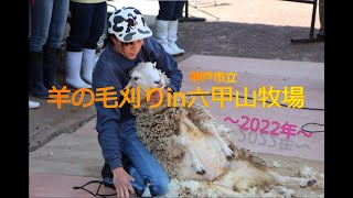 羊の毛刈りショー！【神戸市立六甲山牧場】