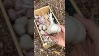 Have a baby or grow garlic? Both take 9 months. 🧄 #garlic #gardening #garden #shorts #howto #tips