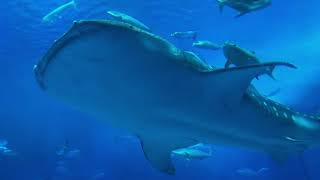 The BIGGEST shark in Captivity! - Dubai Aquarium