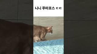 꼬마푸마 니니 #고양이 #아비시니안 #아비시니안폰 #고양이쇼츠 #catshorts