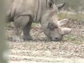 Last chance to save rare northern white rhino