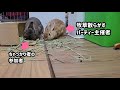 今日のタピ🐰ファミリー【多頭飼い】うさぎの夫婦with息子🐰