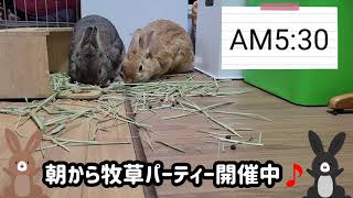 今日のタピ🐰ファミリー【多頭飼い】うさぎの夫婦with息子🐰