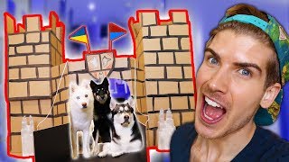 I Built A Cardboard Castle For My Dogs!